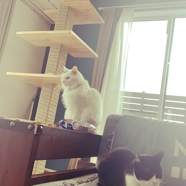 猫/壁/天井のインテリア実例 - 2021-06-27 11:26:22