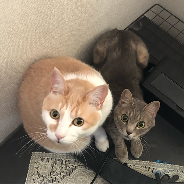 naworinさんの実例写真