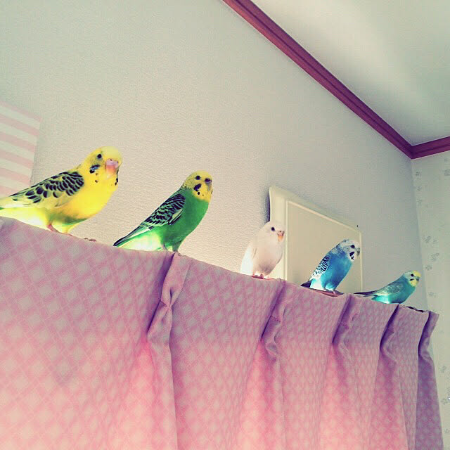 pinoさんの実例写真