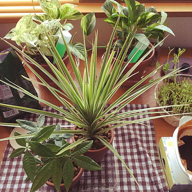 unmaruko3さんの実例写真