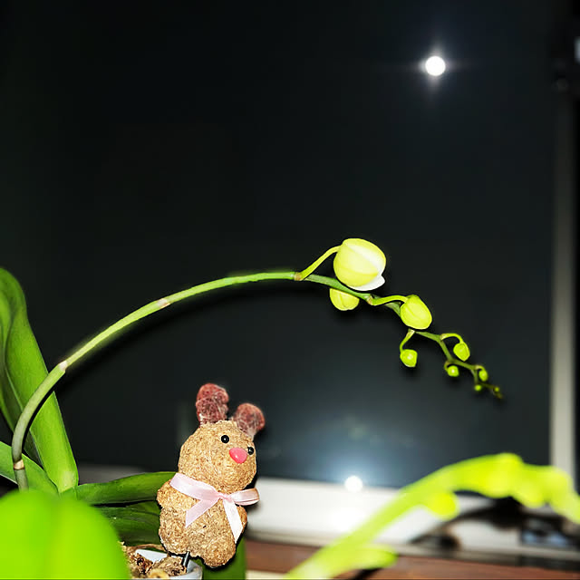 Anshirleyさんの実例写真