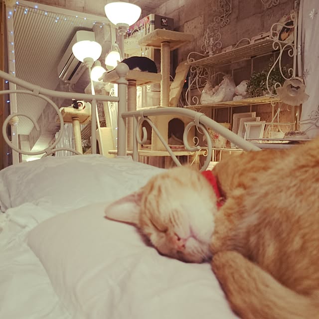 fu-ka24さんの実例写真