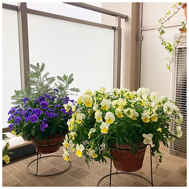 ksfioriさんの部屋