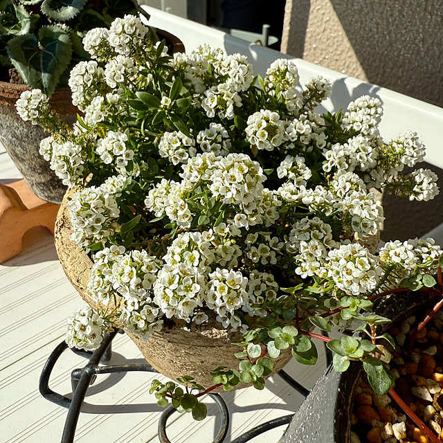 yasuyo66さんの実例写真