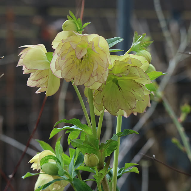 rokokoさんの部屋