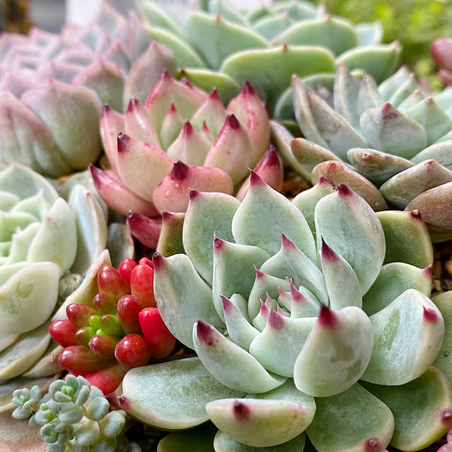 癒し/閲覧ありがとうございます/コメントお気遣いなく♡/ナチュラルが好き/多肉植物...などのインテリア実例 - 2022-03-31 15:29:12