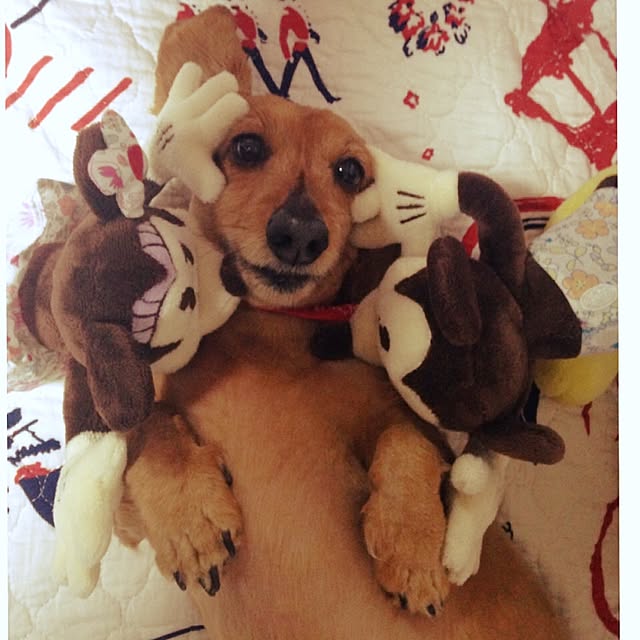 pepeさんの実例写真