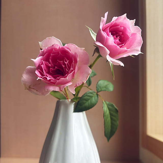 siorinさんの実例写真