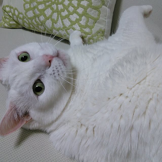 shiroromemeiさんの実例写真