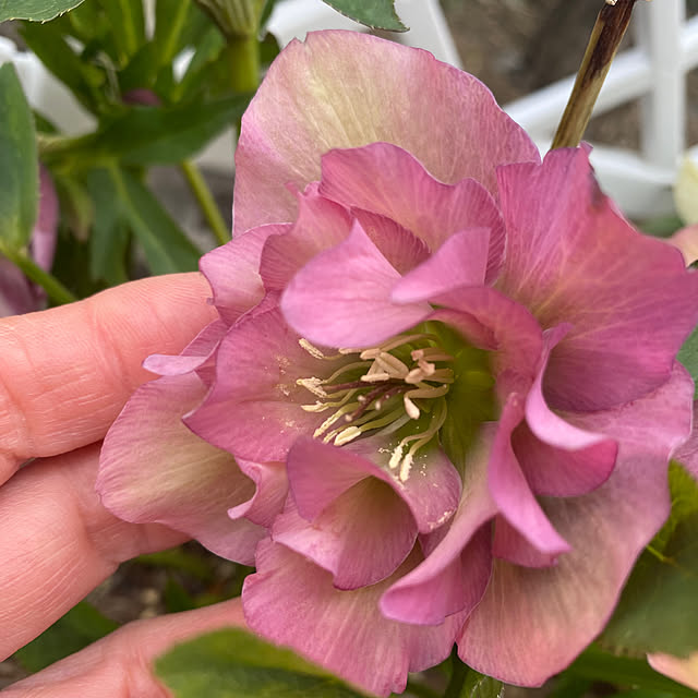 uraraさんの実例写真