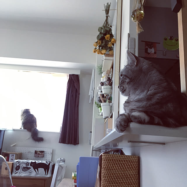 mikomaruさんの実例写真