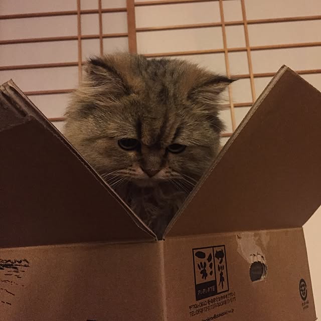 butachanさんの実例写真