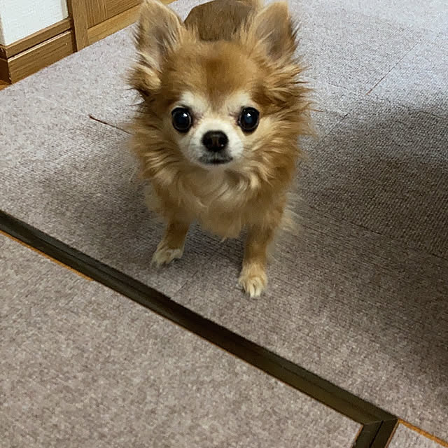 koroさんの実例写真