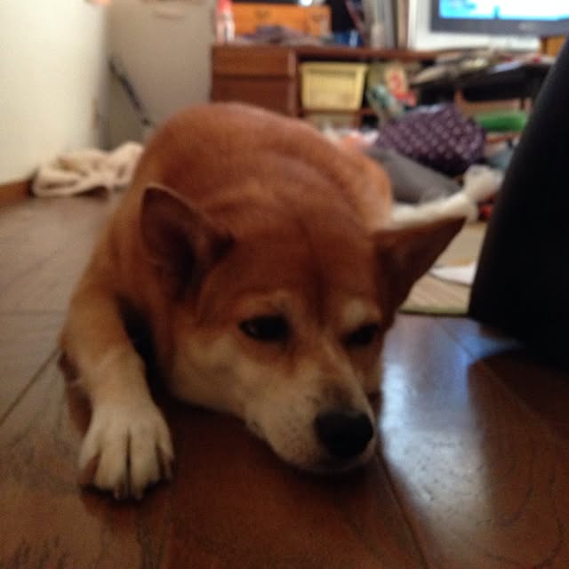 実例写真
