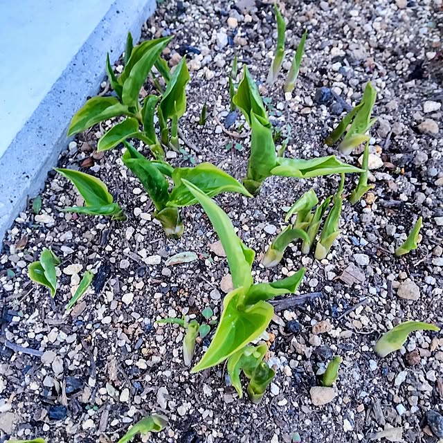 NSDさんの実例写真