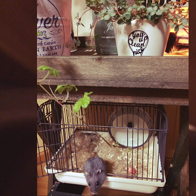 chocolatさんの実例写真