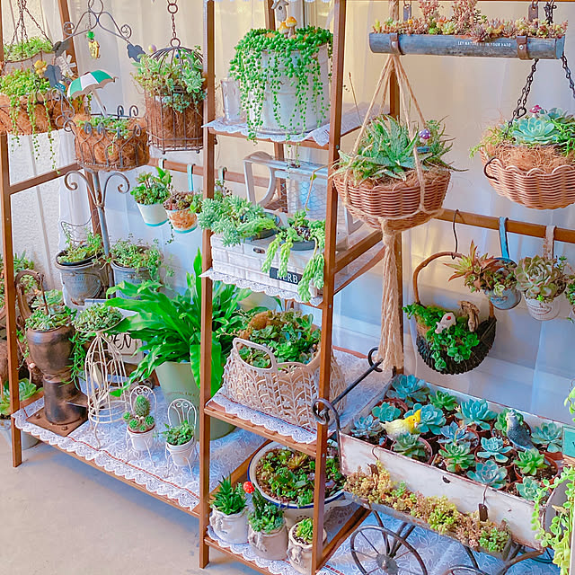 多肉植物 グリーンネックレス♡のおしゃれなアレンジ・飾り方の 多肉植物 グリーンネックレス♡のおしゃれなアレンジ・飾り方の