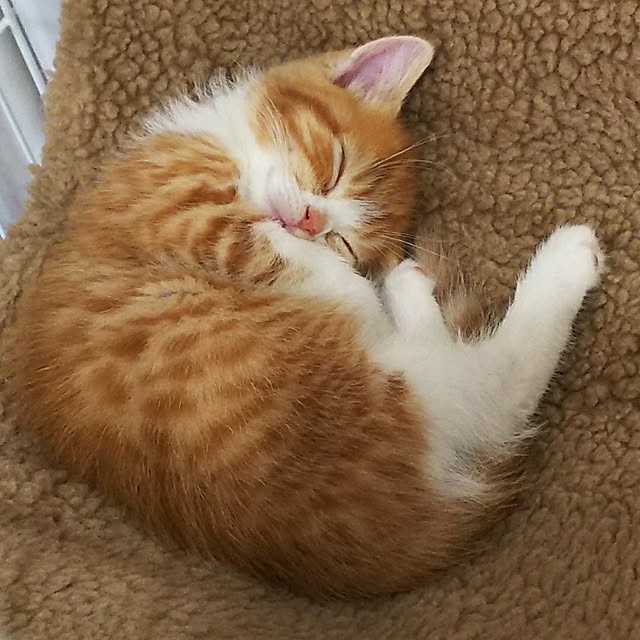 リビング/ねこ/ねこのいる日常/ねこと暮らす/猫のインテリア実例 - 2018-02-15 12:54:54