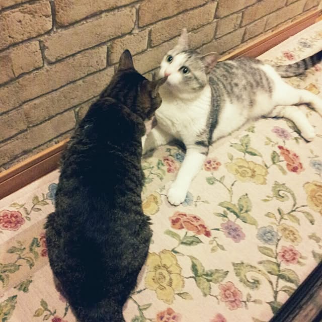 emmyyさんの実例写真