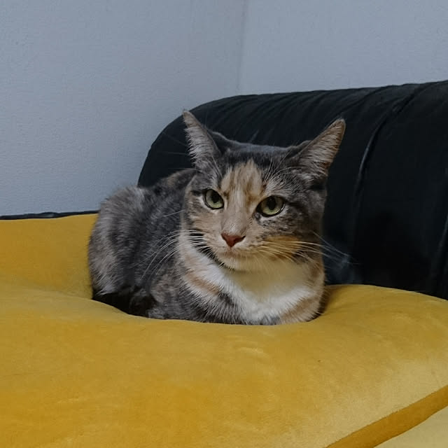shinobuさんの実例写真