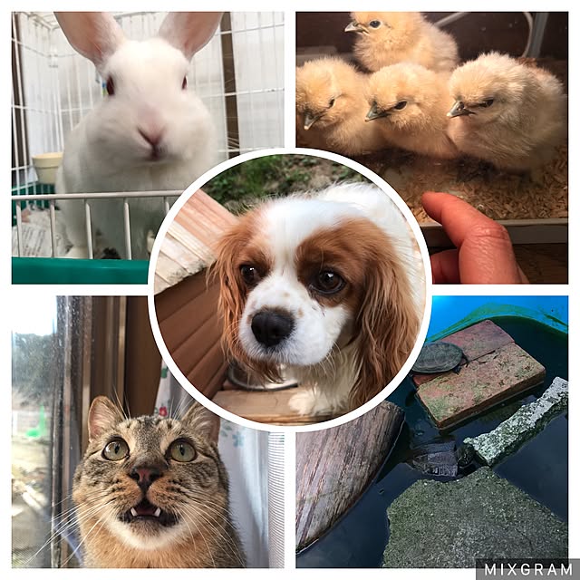 pepeさんの実例写真