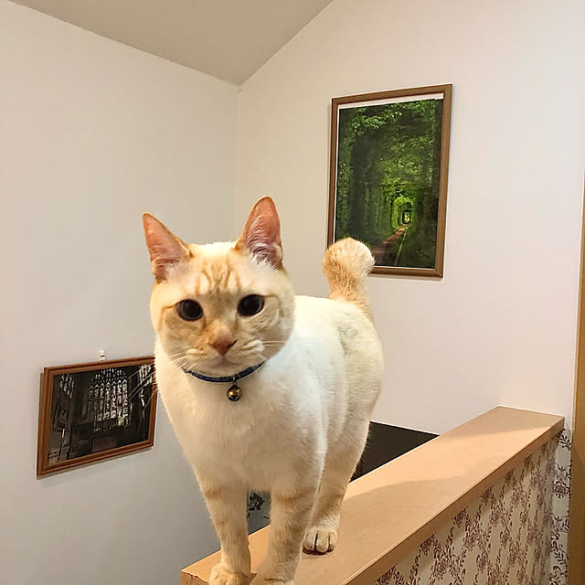 milkさんの実例写真
