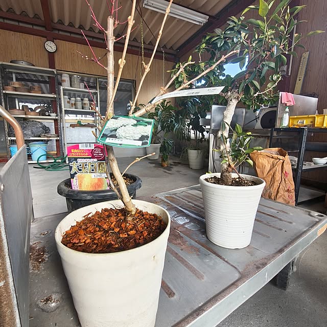 Rubiconさんの部屋