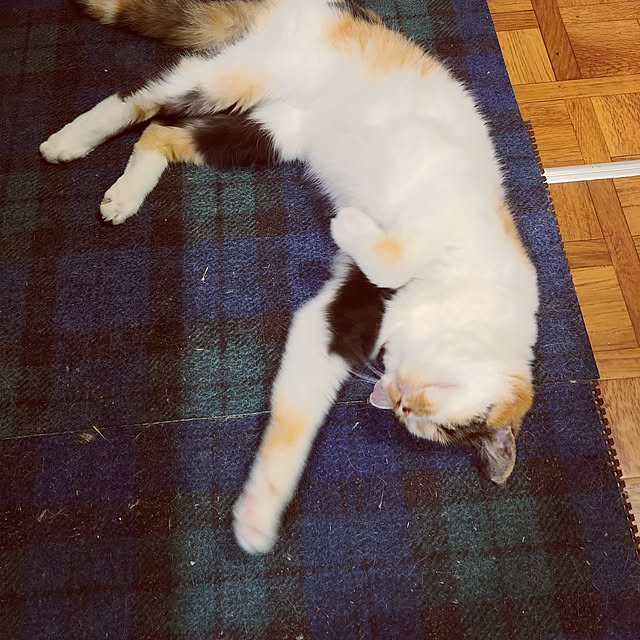 choku3さんの実例写真