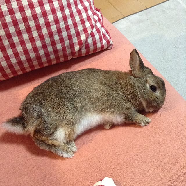 yuzu0223さんの実例写真