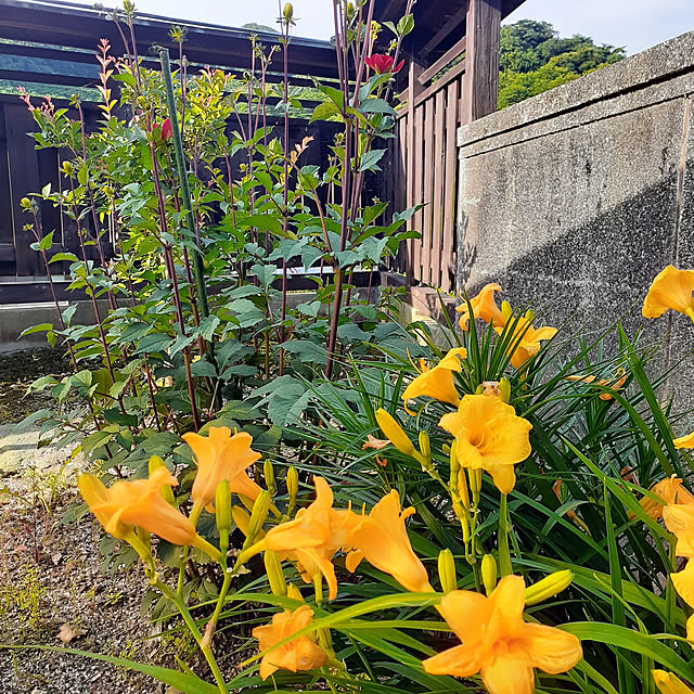 kuririnmamaさんの実例写真