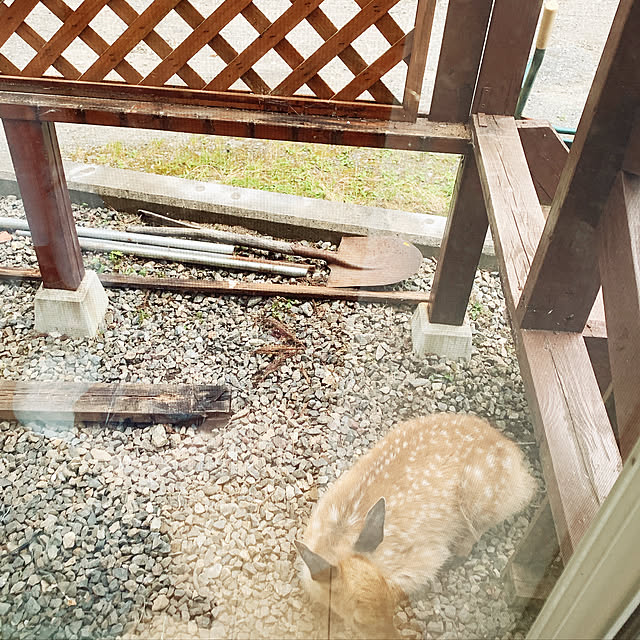 miemekkoさんの実例写真