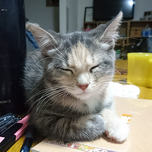 shinobuさんの実例写真