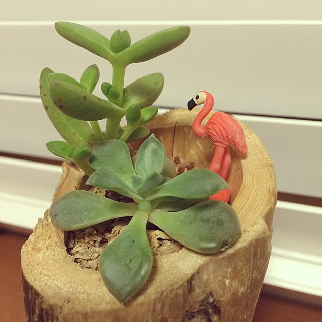 yupikoさんの実例写真