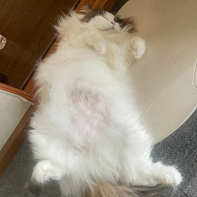 uraraさんの実例写真