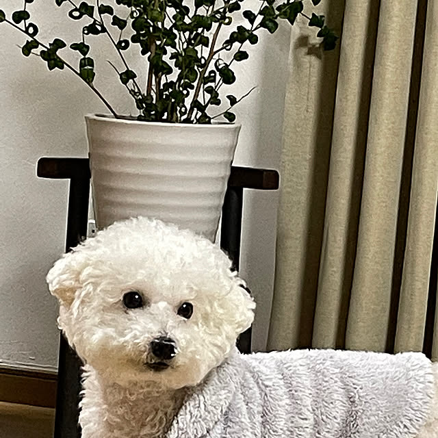 wanchanさんの部屋