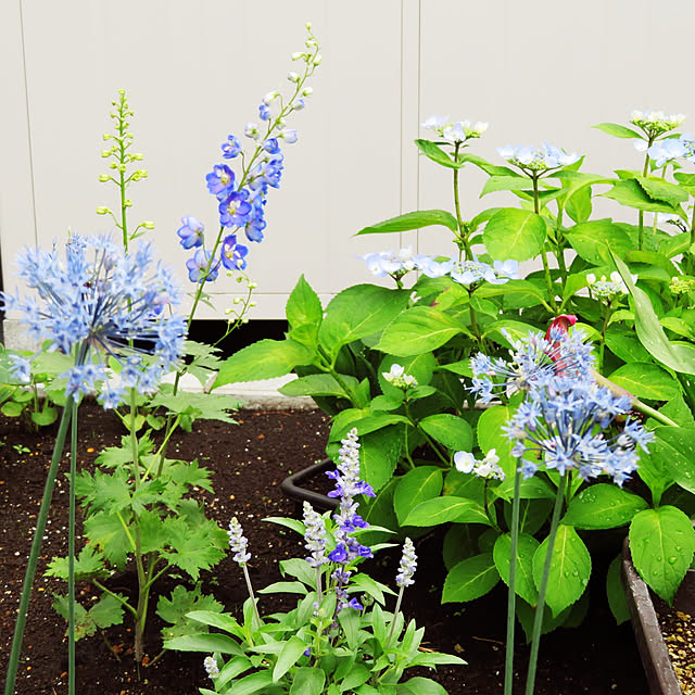 玄関/入り口/雨上がりの花壇/花壇/初心者です/花を楽しむ♪...などのインテリア実例 - 2022-07-01 15:23:14