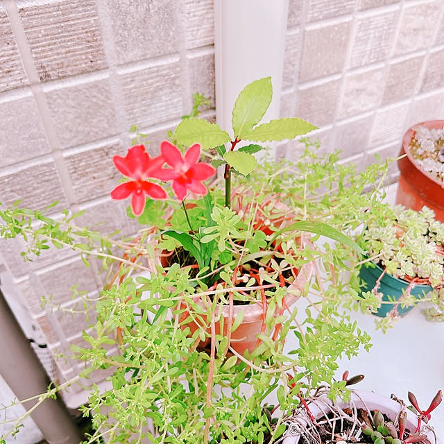 rizumu4649さんの実例写真