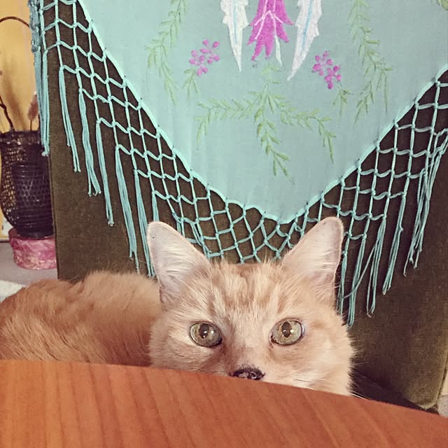 nekohigeさんの実例写真
