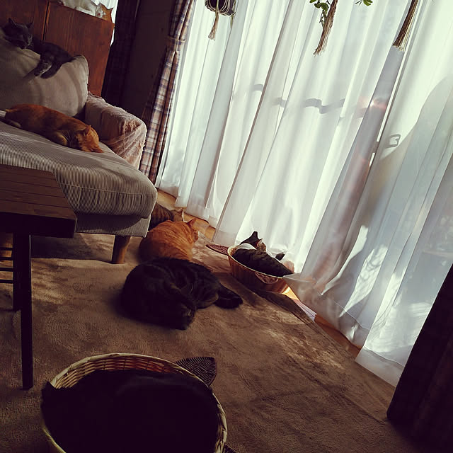 annさんの実例写真
