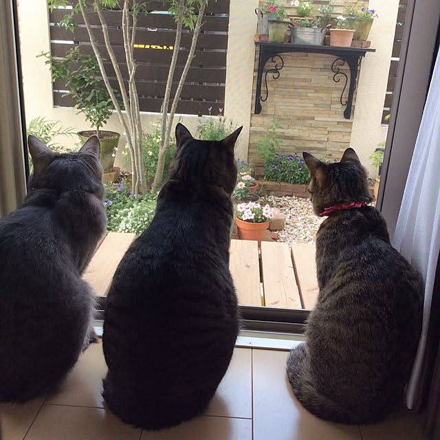 kimihadukiさんの実例写真