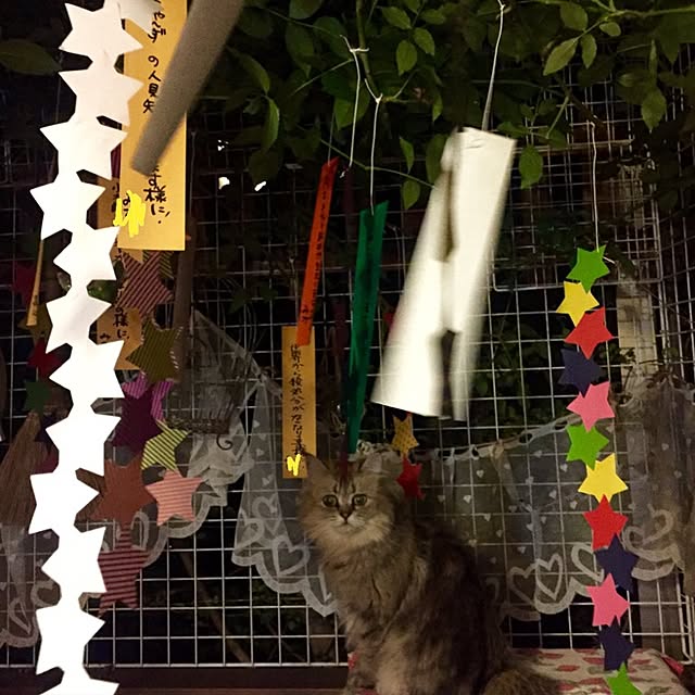 butachanさんの実例写真
