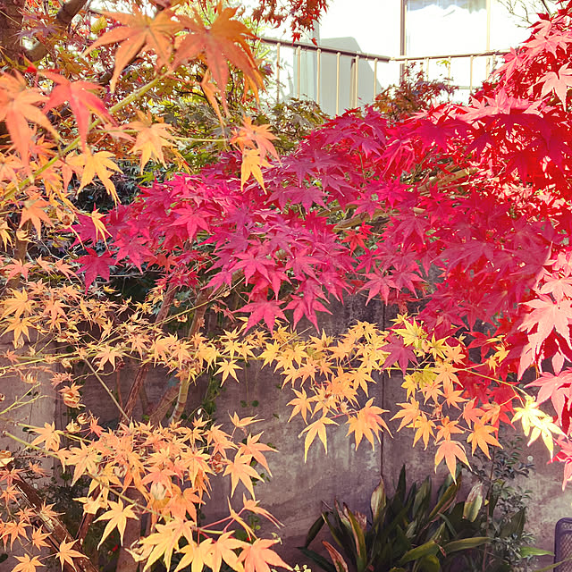machaさんの部屋