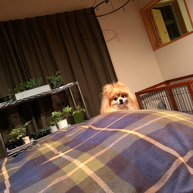 naho81078さんの実例写真