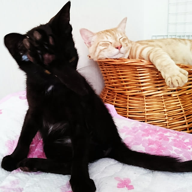 shiiiさんの実例写真