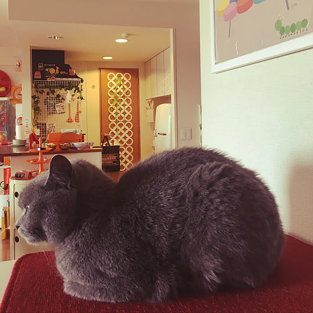 ikettenさんの実例写真