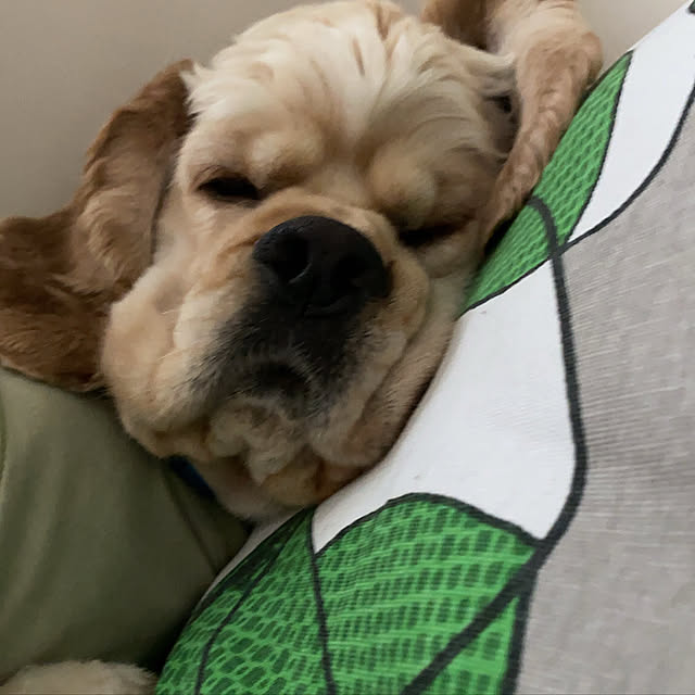 emiさんの実例写真