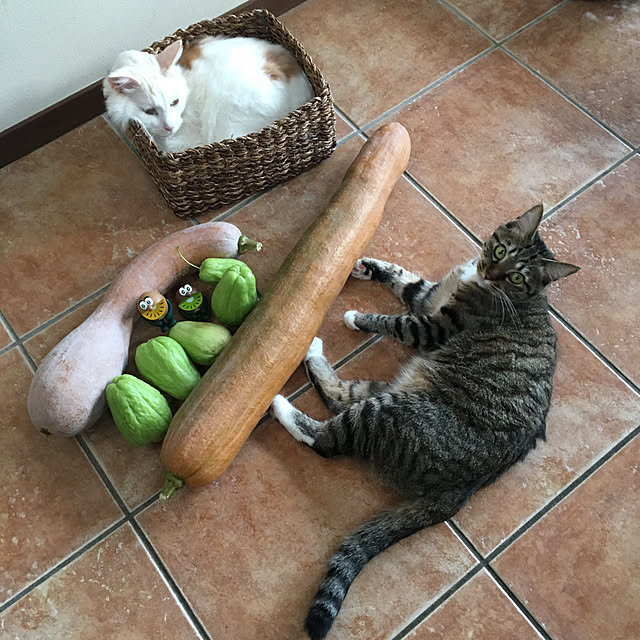 shigimiさんの実例写真