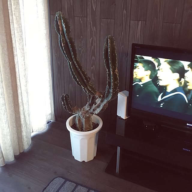 Lincooooさんの実例写真