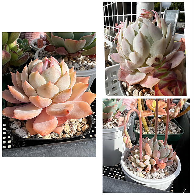 melmelさんの実例写真