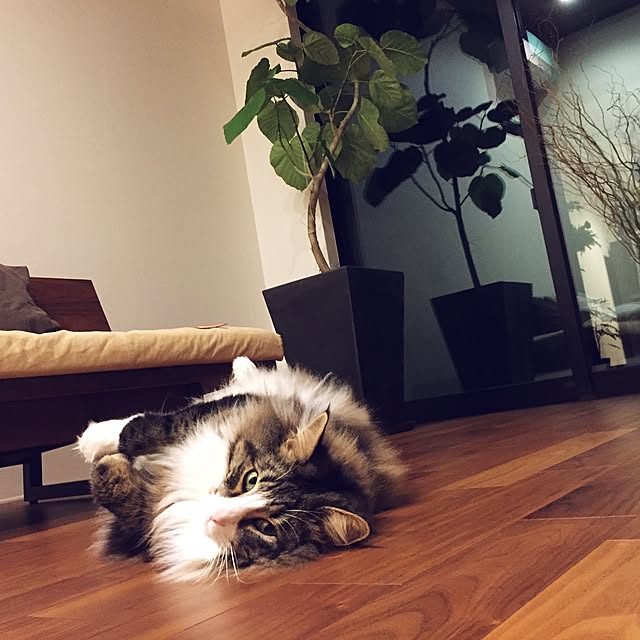 tongarihouseさんの実例写真